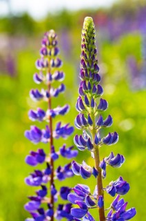 Lupines