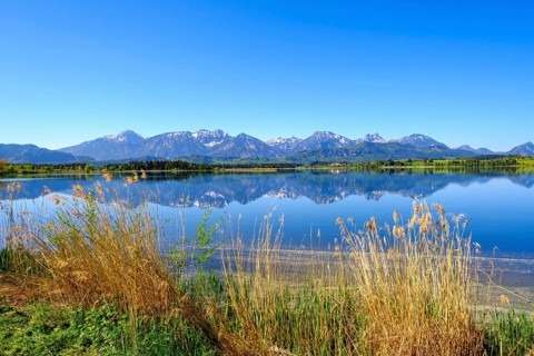 Reeds on the lake shore