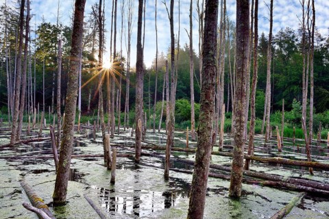 Lake created by beaver feeding at sunrise