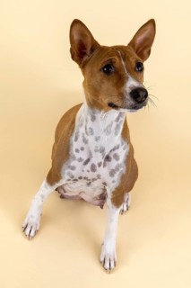 Basenji or Congo Terrier
