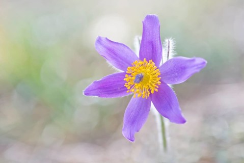 Pasque flower