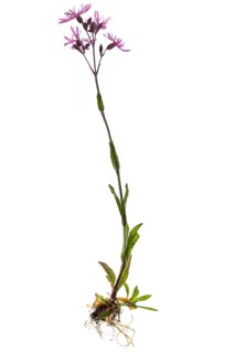 Ragged Robin