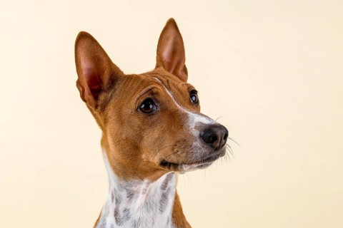 Basenji or Congo Terrier