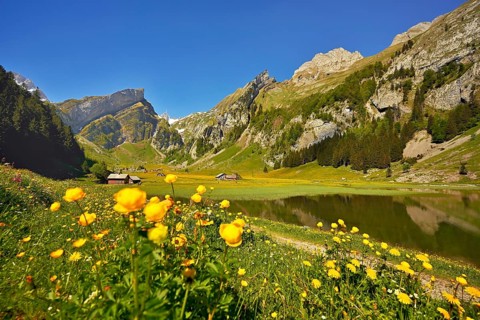 Flowering Marsh marigolds