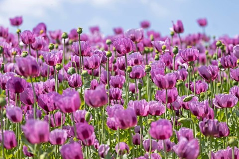 Opium poppy