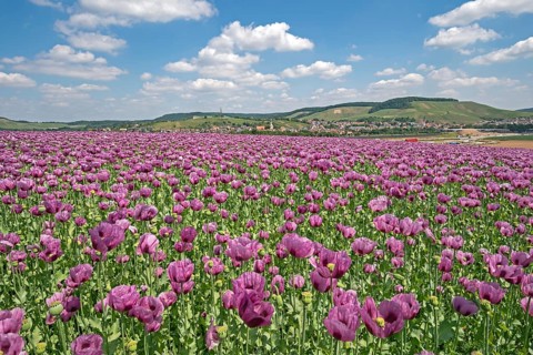 Opium poppy