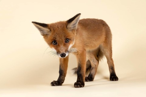 Red fox