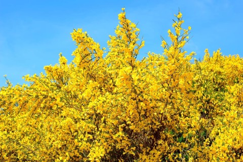 Blooming Common broom