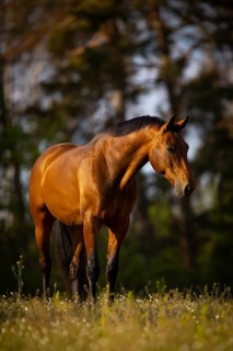 Portrait of a bay Warmblood gelding on a meadow