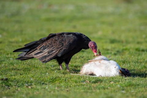 Turkey vulture