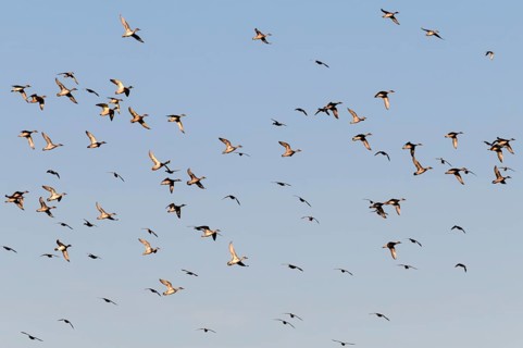 Pintail