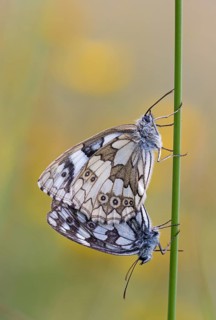 Chessboard butterfly
