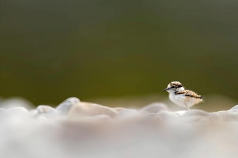 Little Ringed Plover