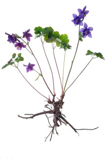 Columbine