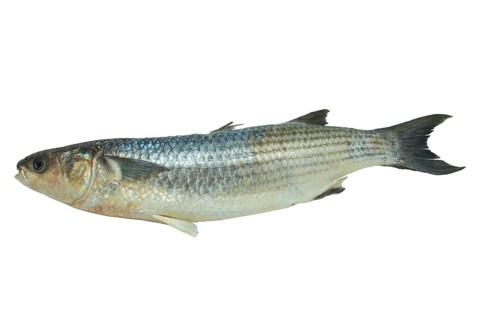 Grey mullet