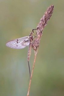 Mayfly