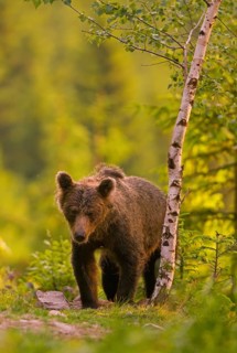 Brown bear