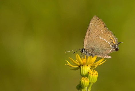 Sloe hairstreak