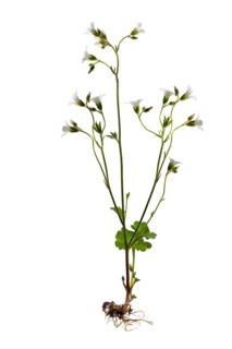 Meadow saxifrage