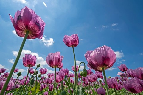 Opium poppy