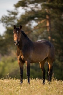 Statue Brown Holstein mare in the pasture
