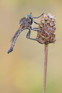 Robber fly