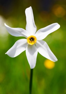 Poet's Daffodil