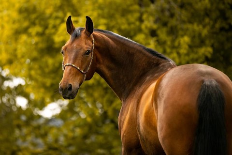 Portrait of a bay Warmblood gelding with halter