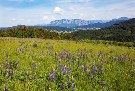 Lupines