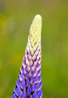 Lupines