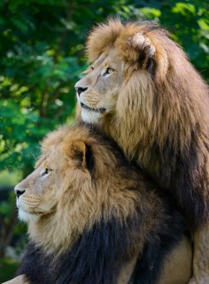 Kalahari lions