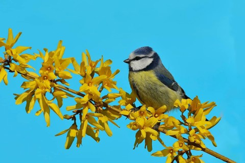 Blue tit