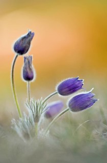 Pasque flowers