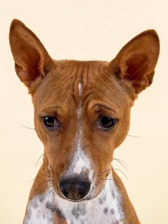 Basenji or Congo Terrier