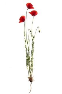 Corn poppies