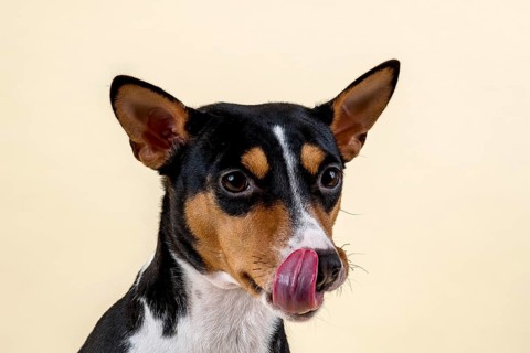 Basenji or Congo terrier