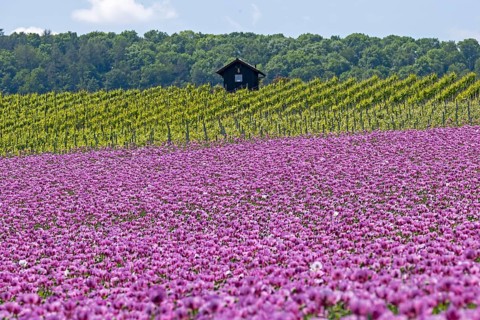 Opium poppy