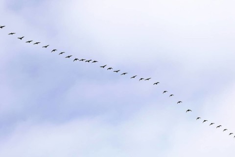 Canada goose