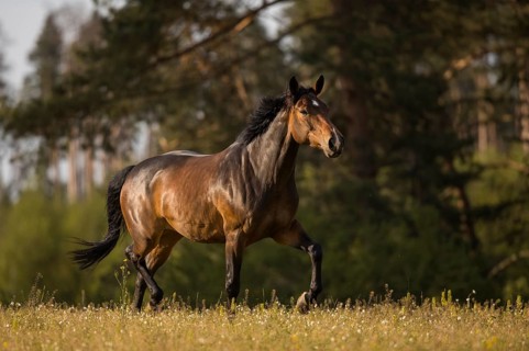 Brown Holstein mare in trot on the pasture