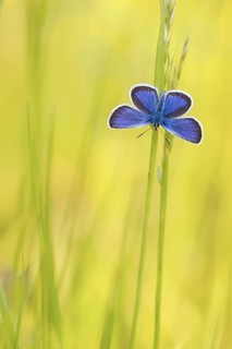 Common blue butterfly