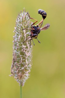 Bright stem thick-headed fly