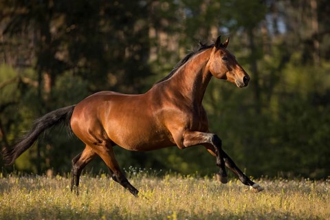 Brown Warmblood gelding at a gallop in the meadow