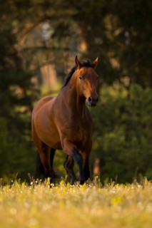 Brown Warmblood gelding at trot on the meadow