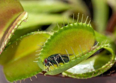 Fly