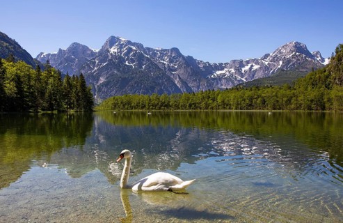 Mute swan