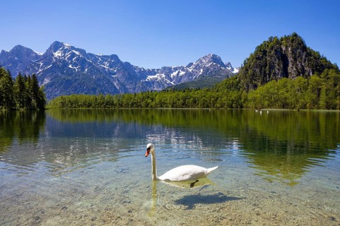 Mute swan