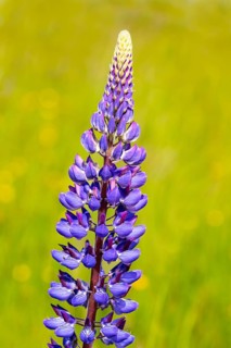 Lupines
