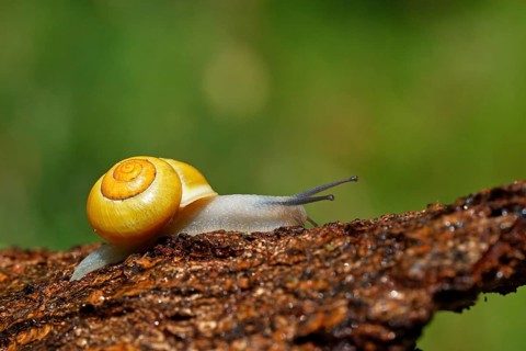 White-lipped snail