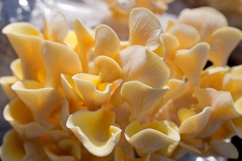 Golden oyster mushroom