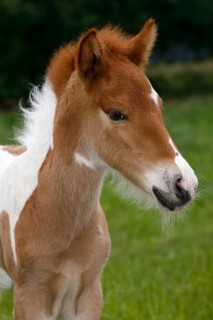 Icelandic horse